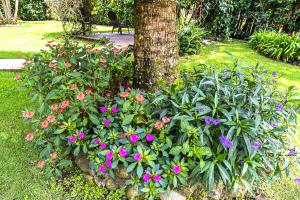 A garden outside Downtown Suites