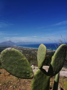 a green cactus with a view of the ocean at Villa Verde in Cefalù