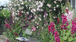 a bunch of flowers growing around a bench at Ferienhaus Kuestenhaus in Pommerby
