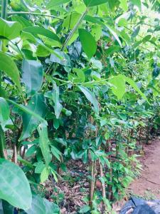 Un jardín fuera de Cinnamon Heaven