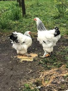 three chickens standing in the dirt in a field at Cabaña Volcán Hornopirén in Hornopiren