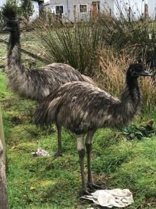 two ostriches standing in the grass in a yard at Cabaña Volcán Hornopirén in Hornopiren