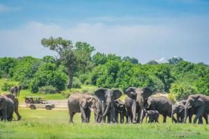 eine Herde Elefanten, die auf einem Feld stehen in der Unterkunft Chobe Safari Lodges in Kasane