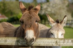 Dois burros estão a olhar para uma cerca de madeira. em Luccombe Farm Holiday Cottages em Milton Abbas