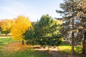un grupo de árboles con hojas amarillas en un parque en Appartement 4 personnes 3 chambres tout confort, en Bonsecours