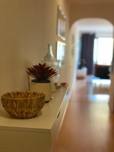 a kitchen counter with a plant in a bowl on it at Santa Lovers in Santa Cruz