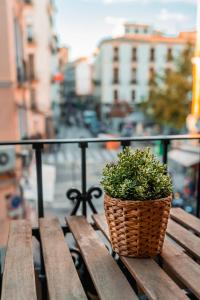a plant in a basket sitting on a wooden bench at QH Granada Centro-Plaza Nueva in Granada