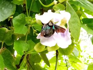 Zahrada ubytování Jasmin Garden Koh Kood