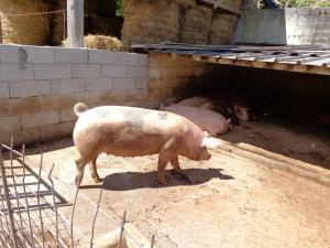 Kép Agriturismo Le Prata szállásáról Scannóban a galériában