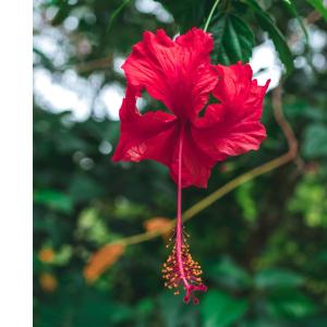 Eine rote Blume hängt von einem Baum in der Unterkunft Vila Hibisco Itacaré in Itacaré