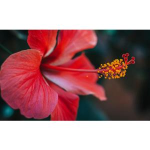 eine rote Hibiskusblume mit gelbem Stigma in der Unterkunft Vila Hibisco Itacaré in Itacaré