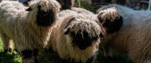 Altri animali domestici presso l'hotel o nei dintorni