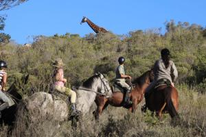 
a man riding on the back of a giraffe at Botlierskop Private Game Reserve in Reebok
