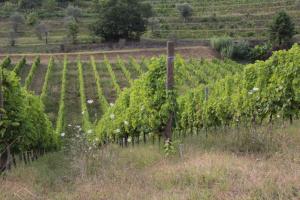 Vonkajšia záhrada v ubytovaní Agriturismo Il Bardellino