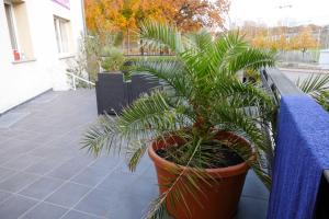 Ein Garten an der Unterkunft Ferienwohnungen Zinnowitz