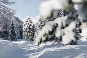 a snow covered forest of trees with snow covered branches at Boutique & Gourmet Hotel Orso Grigio in San Candido