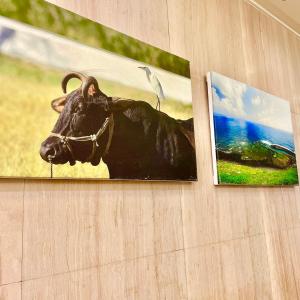 two pictures of a cow hanging on a wall at Foung Kou Hotel in Magong