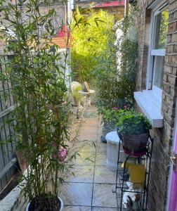 ogród z roślinami i kotem siedzącym na patio w obiekcie Victoria Villas w Londynie