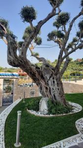 A garden outside VILLA LUDO a ZAMBRONE TROPEA