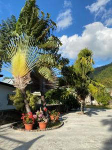 a garden with palm trees and flowers in pots at Flower Garden Self-Catering Apartments in Beau Vallon
