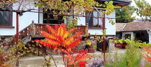 une maison avec une plante rouge dans la cour dans l'établissement Babinata Kashta-Srebarna, à Srebŭrna