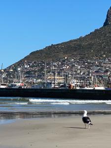 a seagull standing on the beach near the water at Best Place Ever in Hout Bay +1 photo