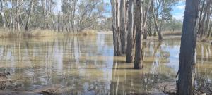 Fotografie z fotogalerie ubytování Riversands Rest Accommodation Paringa - River Box Cottage v destinaci Renmark