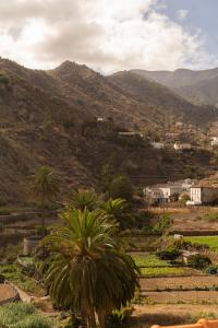 a palm tree in a field with mountains in the background at Casa rural El Hornillo in Vallehermoso