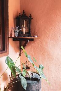 a plant in a pot on a wall with a shelf at Casa rural El Hornillo in Vallehermoso