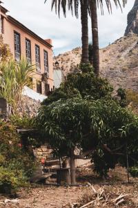 una palmera frente a un edificio en Casa rural Los Madroños en Vallehermoso