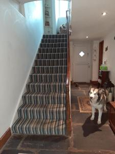 a dog standing next to a staircase in a house at Saltcotes Farm in Ulverston