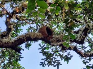 a koala sleeping in a nest in a tree at Fazendinha Jalapão in Ponte Alta do Norte