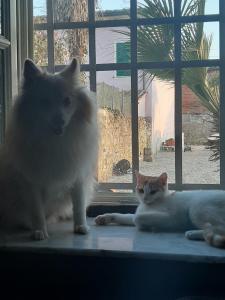 due gatti seduti su un davanzale davanti a una finestra di B&B Principe Calaf 3 a Lucca