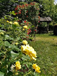 Φωτογραφία από το άλμπουμ του La Valle σε Nervesa della Battaglia