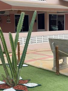 a green cactus in front of a house at Apartamento Mobiliado em Petrolina - Recomendado! in Petrolina