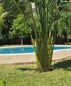 a palm tree in the grass next to a swimming pool at The Swimming Ostrich in Ukunda
