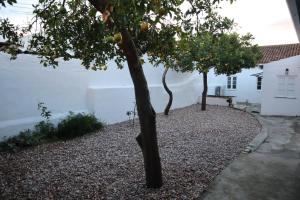 een sinaasappelboom voor een wit huis bij Casa do Tio Zé in Golegã