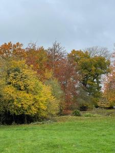 Old Rectory - Scoulton في Great Ellingham: حقل أخضر مع أشجار في الخلفية