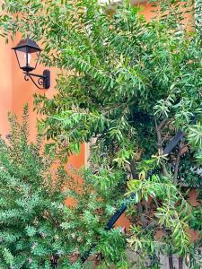 uma árvore com uma luz no lado de um edifício em San Giovanni Garden House em Roma