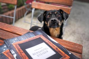 Domácí mazlíčci ubytovaní s hosty v ubytování Berghotel Steiger - Erzgebirge