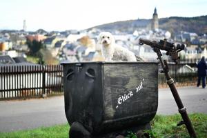 Domácí mazlíčci ubytovaní s hosty v ubytování Berghotel Steiger - Erzgebirge