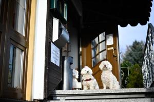 Domácí mazlíčci ubytovaní s hosty v ubytování Berghotel Steiger - Erzgebirge