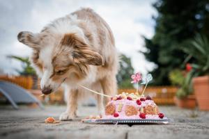 a dog is eating a piece of cake at Berghotel Steiger - Pfotenurlaub in Schneeberg