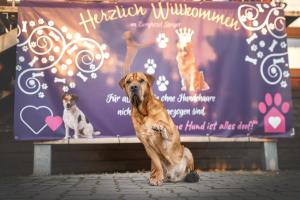 Domácí mazlíčci ubytovaní s hosty v ubytování Berghotel Steiger - Erzgebirge
