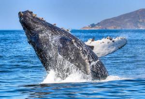 Billede fra billedgalleriet på The Shell Finder i Shell Beach