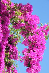 un montón de flores púrpuras colgando de un árbol en Villa le Bougainvillea, en La Maddalena