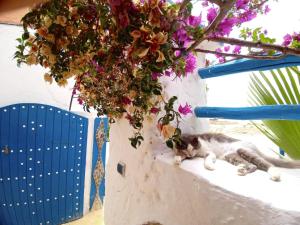 Fotografie z fotogalerie ubytování dar boujdaa v destinaci Sidi Kaouki