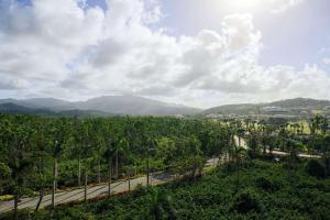 una vista de una carretera en una plantación de plátanos en Wyndham Grand Rio Mar Rainforest Beach and Golf Resort, en Río Grande