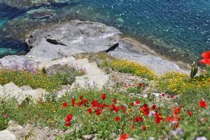 a field of flowers next to the water at Camara Homes in Andros