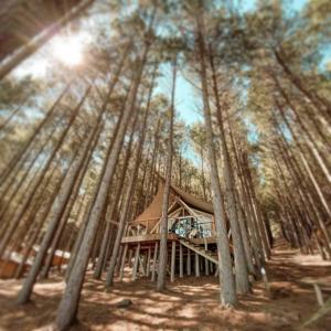 a tent in the middle of a forest of trees at Tedesco Eco Park in São Francisco de Paula